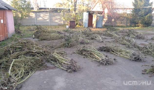 В Шаблыкинском районе полицейские нашли незаконные посевы конопли