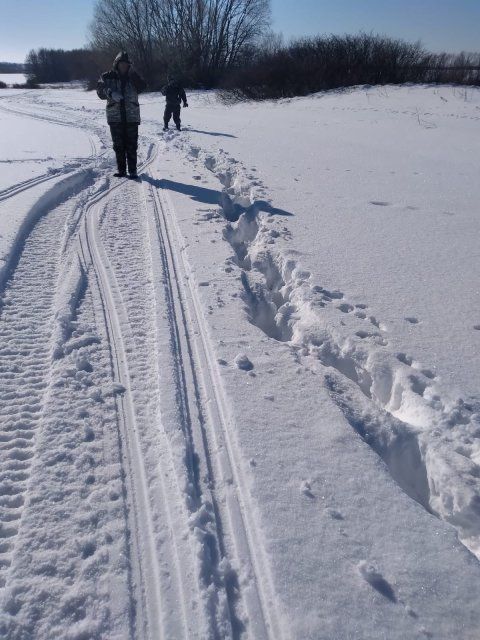 В урочище Валов лес орловские браконьеры убили несколько животных