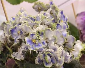 Выставка фиалок в библиотеке им. И.А. Бунина 