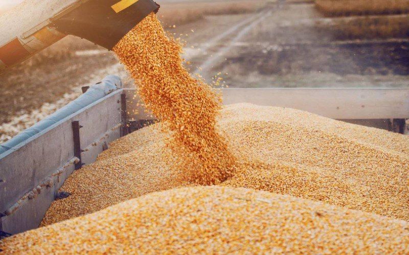 В Малоархангельском районе работники хозяйства похитили почти 4 тонны пшеницы