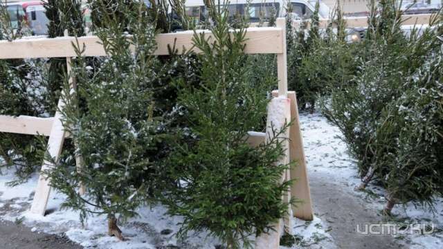 Елки в Орле будут продавать по 29 адресам 
