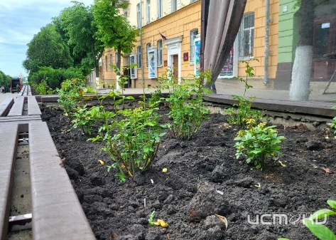 В Орле высадят 1000 роз. В центре.
