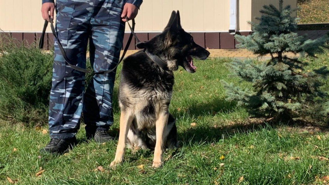 В орловском центре кинологической службы собаки ищут новый дом