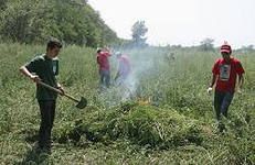 Орловчан призвали на "борьбу" с дикорастущей коноплей