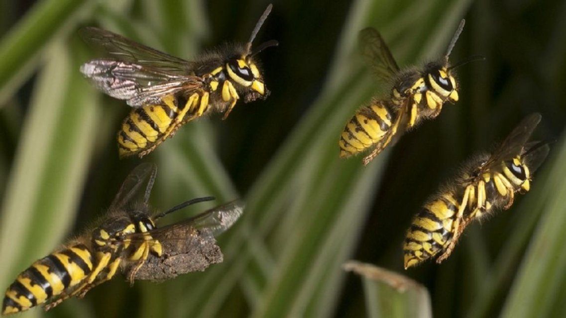 Осиное гнездо терроризировало жильцов многоэтажки в Ливнах