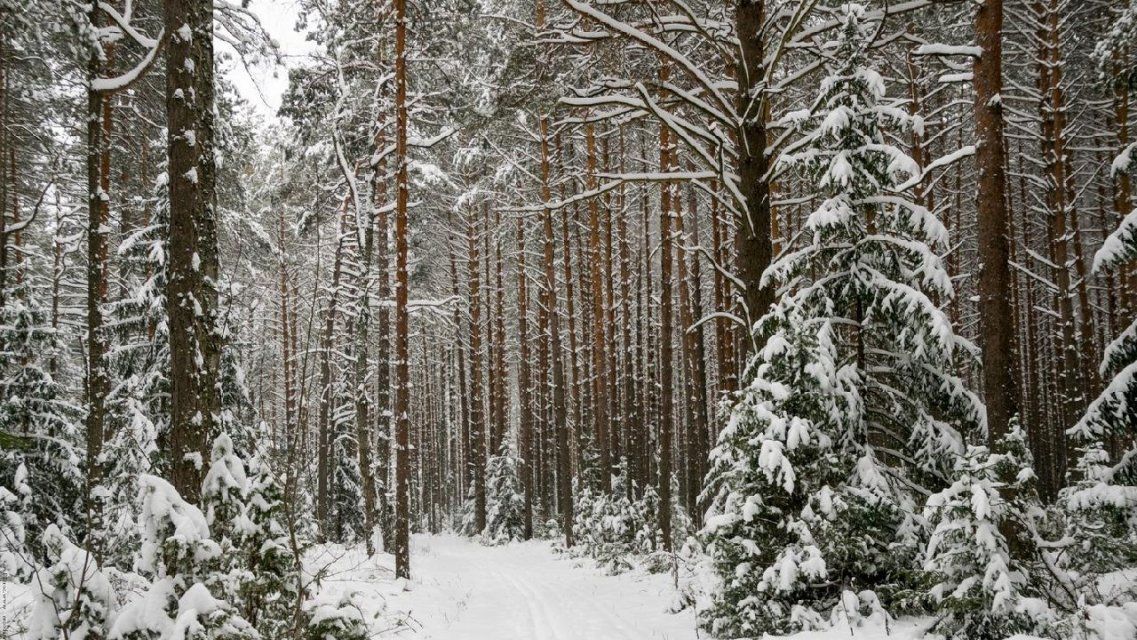 Перед Новым годом на Орловщине будут жестче выслеживать браконьеров 