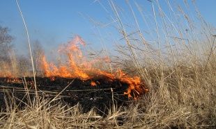 На Орловщине продолжает гореть сухая трава