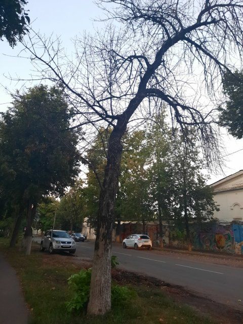 В Орле на ул. Салтыкова-Щедрина сухие и аварийно-опасные деревья угрожают прохожим