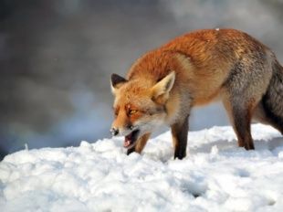Снова бешенство: на Орловщине смертельным вирусом заразилась лиса 