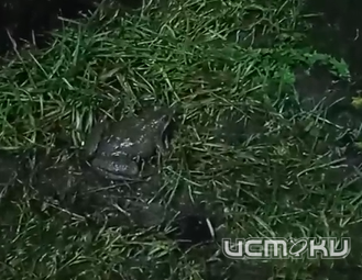 В Орловской области из-за теплой зимы проснулись лягушки