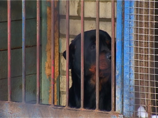 Четырехлапые полицейские: о нелегкой работе служебных собак