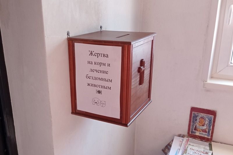Прихожане орловского храма кормят и лечат бездомных животных