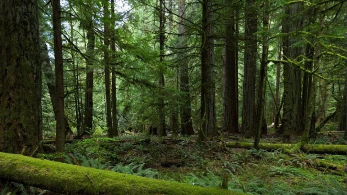 Для лесных инспекторов на Орловщине купят 5 тракторов и 11 легковушек