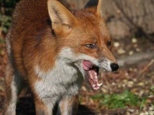 Уже третий случай бешенства у диких животных зарегистрирован в Орловской области 