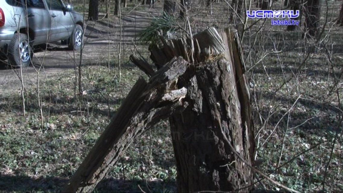 Не представляет ценности, но из-за него можно лишиться свободы: как правильно собирать валежник 