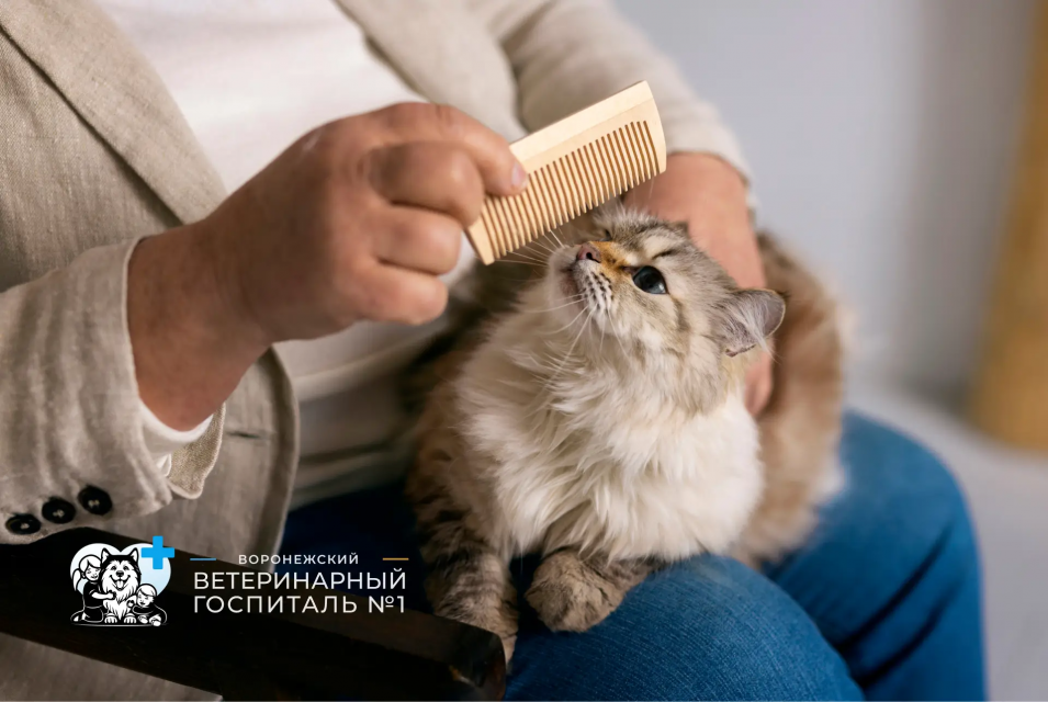Стрижка кошек в Воронеже без стресса: полный гид для хозяев