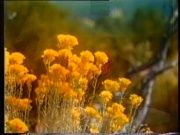 Травы, мед и целебные бальзамы "Старовер"