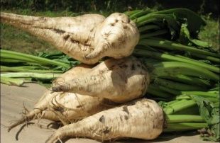 87 тысяч тонн сахарной свеклы ввезли в Орловскую область без документов