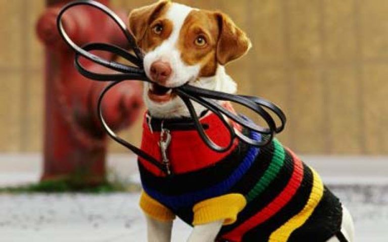 Нашли место: в Орле оборудуют площадку для выгула собак за 150-200 тысяч рублей