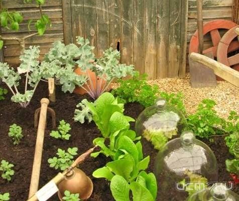 Сад и огород своими руками 