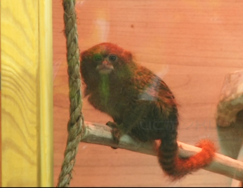 Попали в Книгу рекордов Гиннесса благодаря размерам. Зоовыставка в Детском парке показала новых питомцев - двух карликовых обезьян-игрунок. Придумать им имена предложили орловчанам