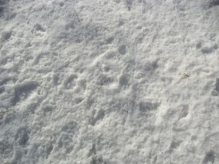 В Орле выпала месячная норма осадков