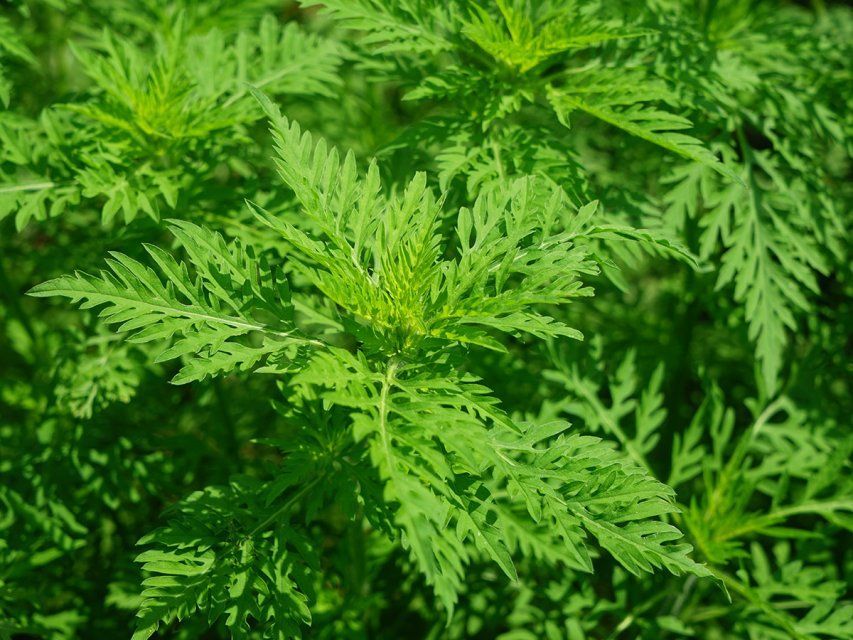 Спустя 8 лет в п. Хардиково полностью уничтожили опасные сорняки