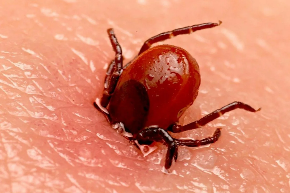 В Орловской области сезон клещей в разгаре! 