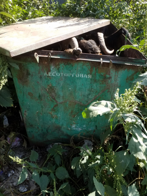 Рога и копыта 