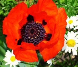 Пенсионерка из Хотынецкого района выращивала на своей клумбе наркосодержащий мак