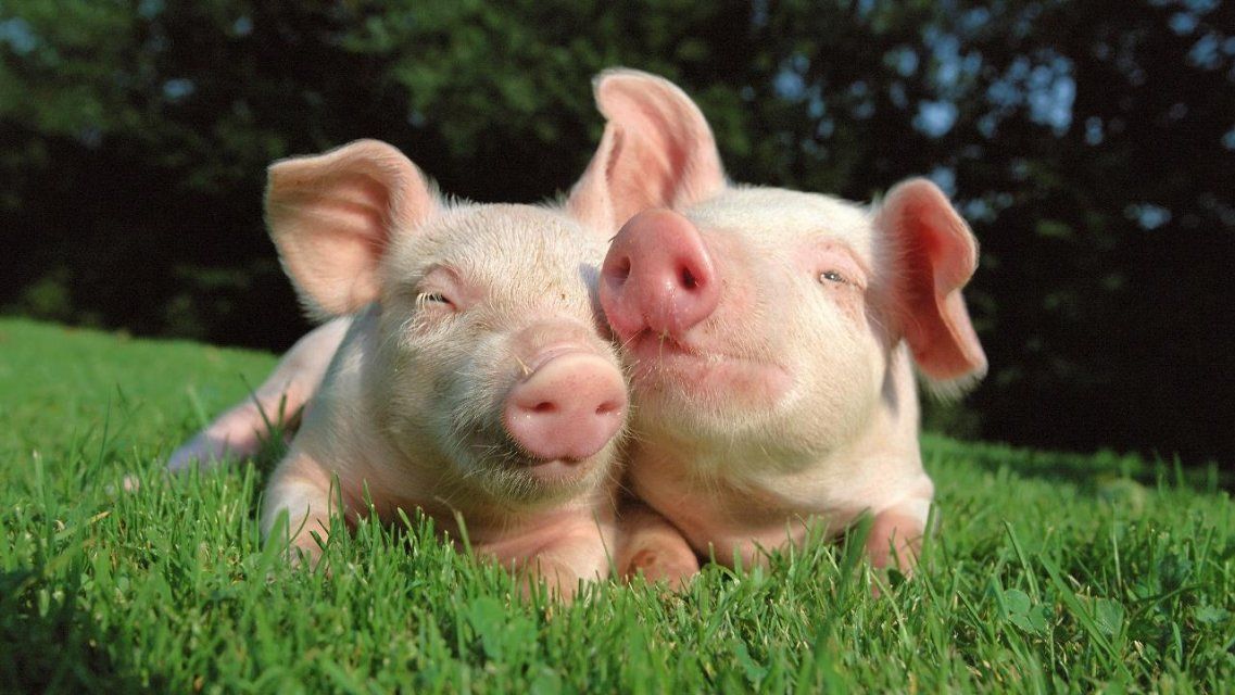 Орловчанам расскажут, насколько опасна африканская чума свиней