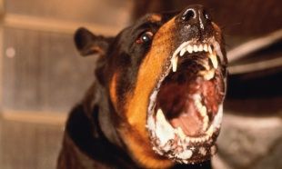 В Урицком и Болховском районах введен карантин по бешенству