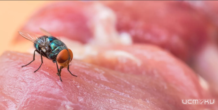 В Залегощенском районе на мясоперерабатывающем заводе цеха не защитили от насекомых