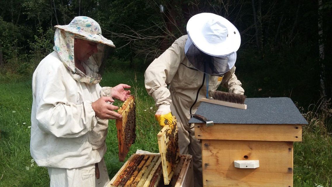 Орловских пасечников оштрафовали за неучет пчел