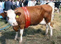 В Орёл привезут на выставку: коров, свиней, овец, птиц и кроликов