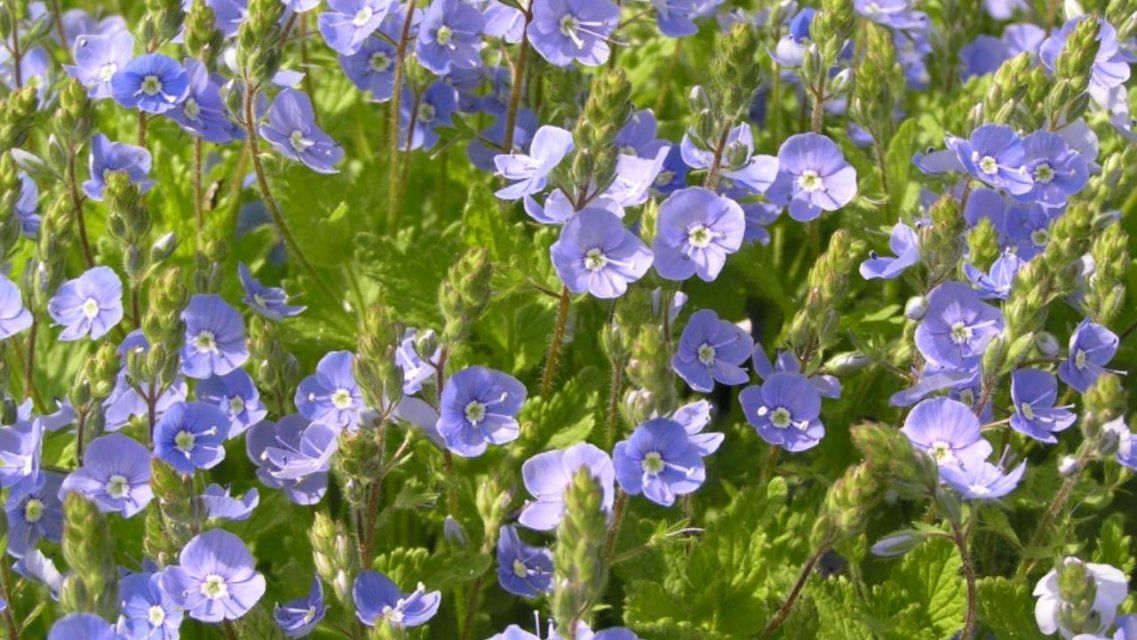 МГУ им. Ломоносова не хватает фотографий орловских растений