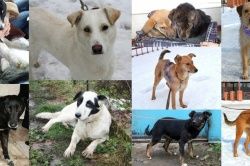 СЮЖЕТ о приюте