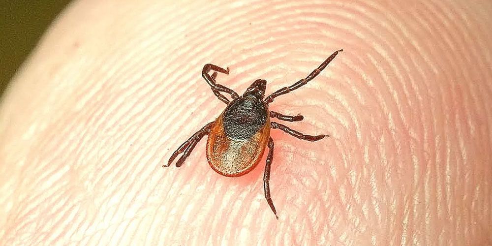 С наступлением весны уже 46 орловчан обратились к врачам после укуса клещей