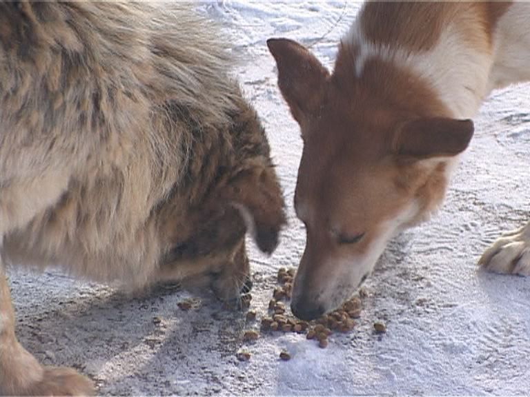 Приют для животных