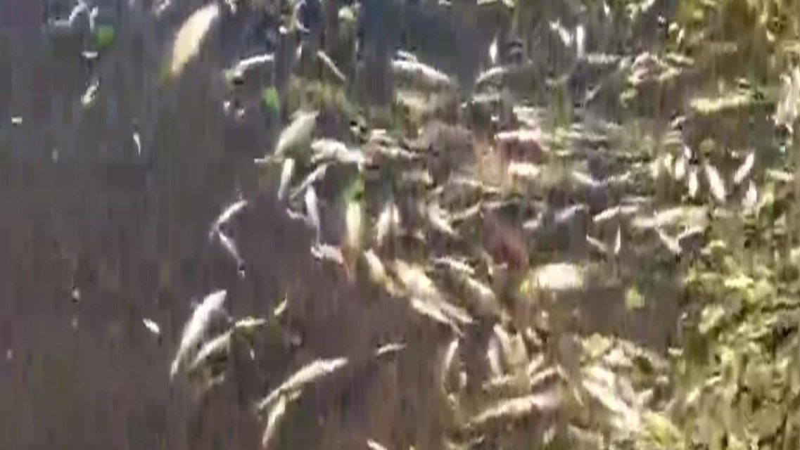 На Орловщине травля рыбы в реке может обернуться уголовным делом