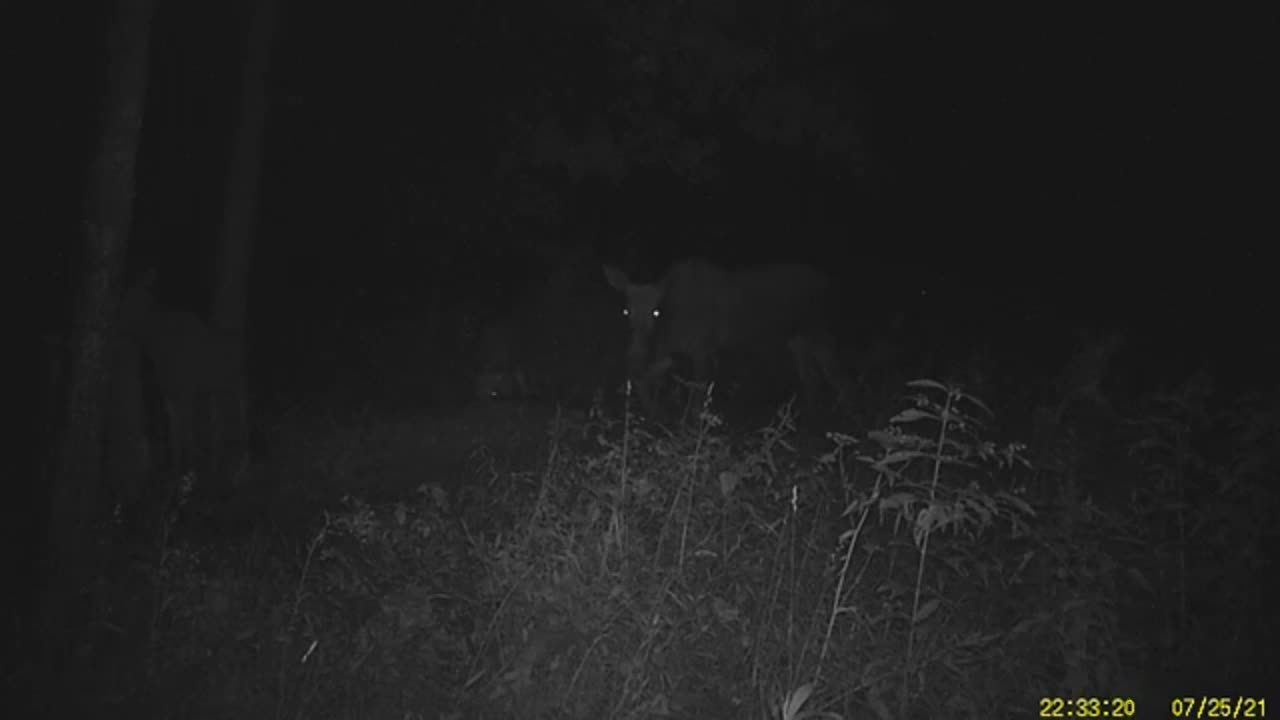 В «Орловском полесье» в фотоловушку попала семья лосей