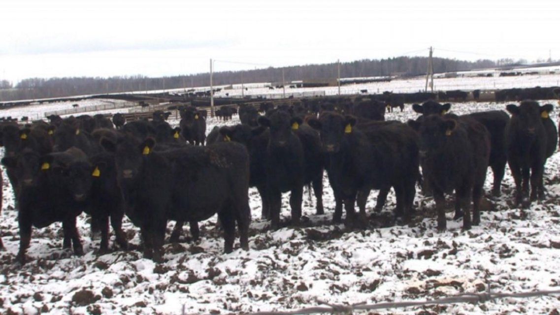 Орловчане забивали скот с брянского пастбища и продавали мясо владельцу кафе