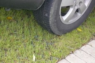 В Орловской области за парковку машин на газонах, возможно, начнут штрафовать