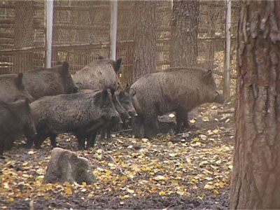 Как развивается Орловское Полесье?