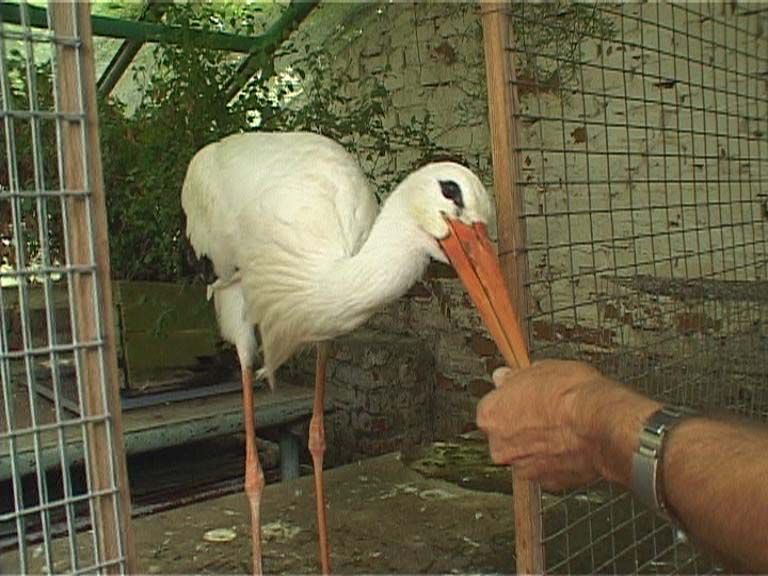 Проблемы биокомплекса