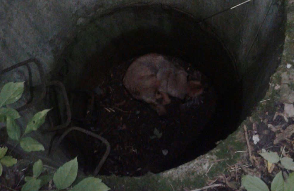 Народный корреспондент рассказал, как волонтеры спасли собаку из колодца