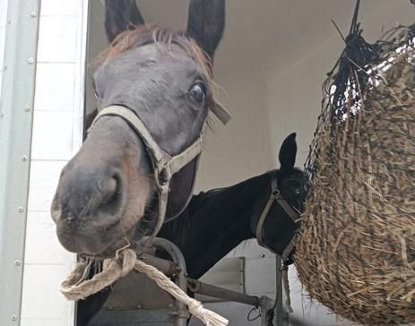 Кони привередливые 