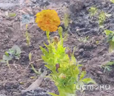 И еще раз про цветы 