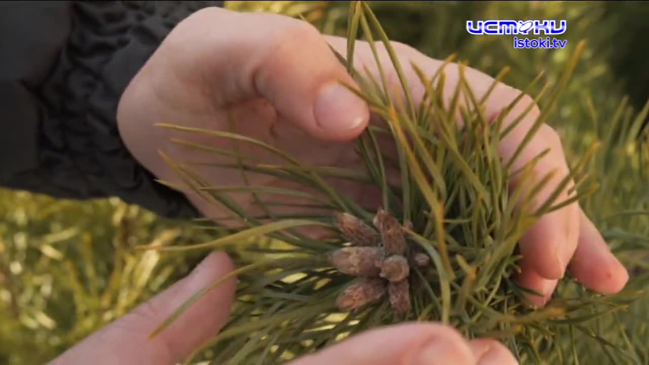 Экспертное мнение 18.12.2024