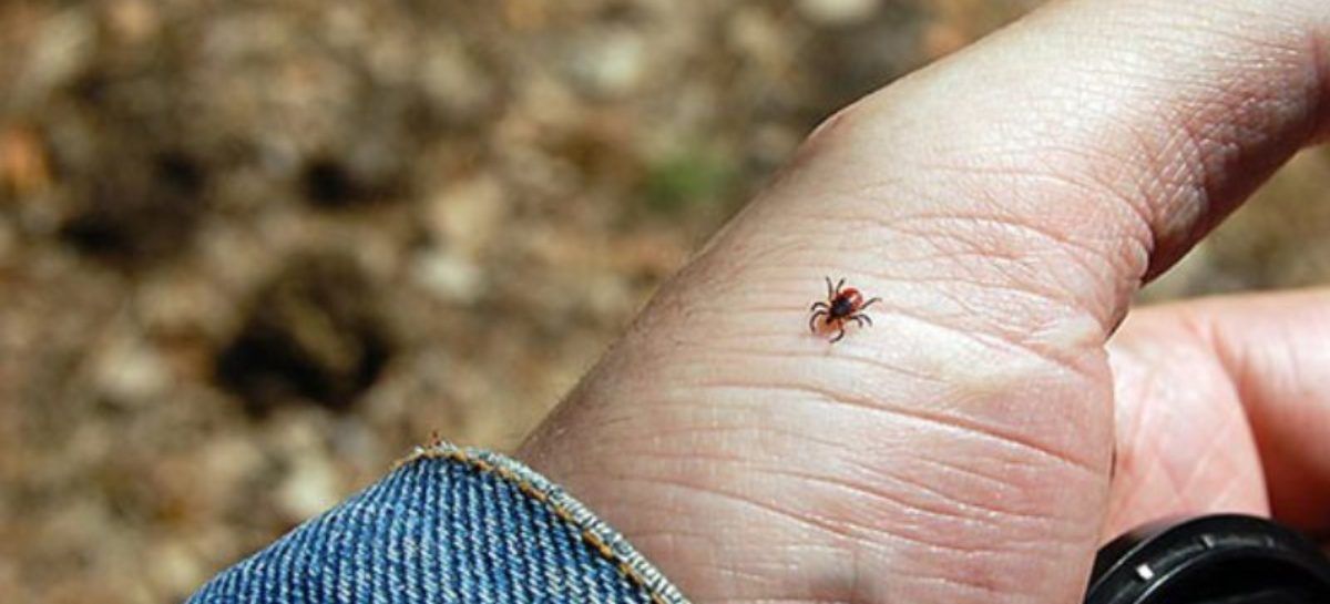 Проснулись. На Орлощине зарегистрировали первого пострадавшего от укуса клеща